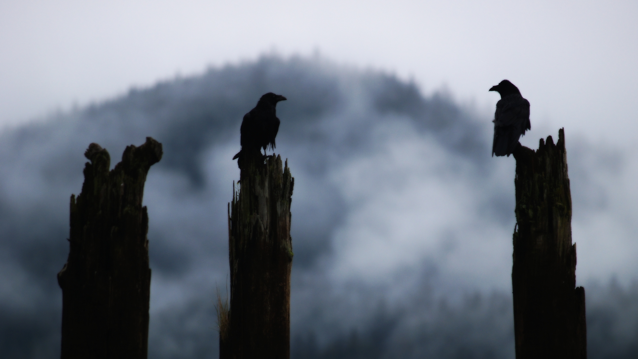 Ravens